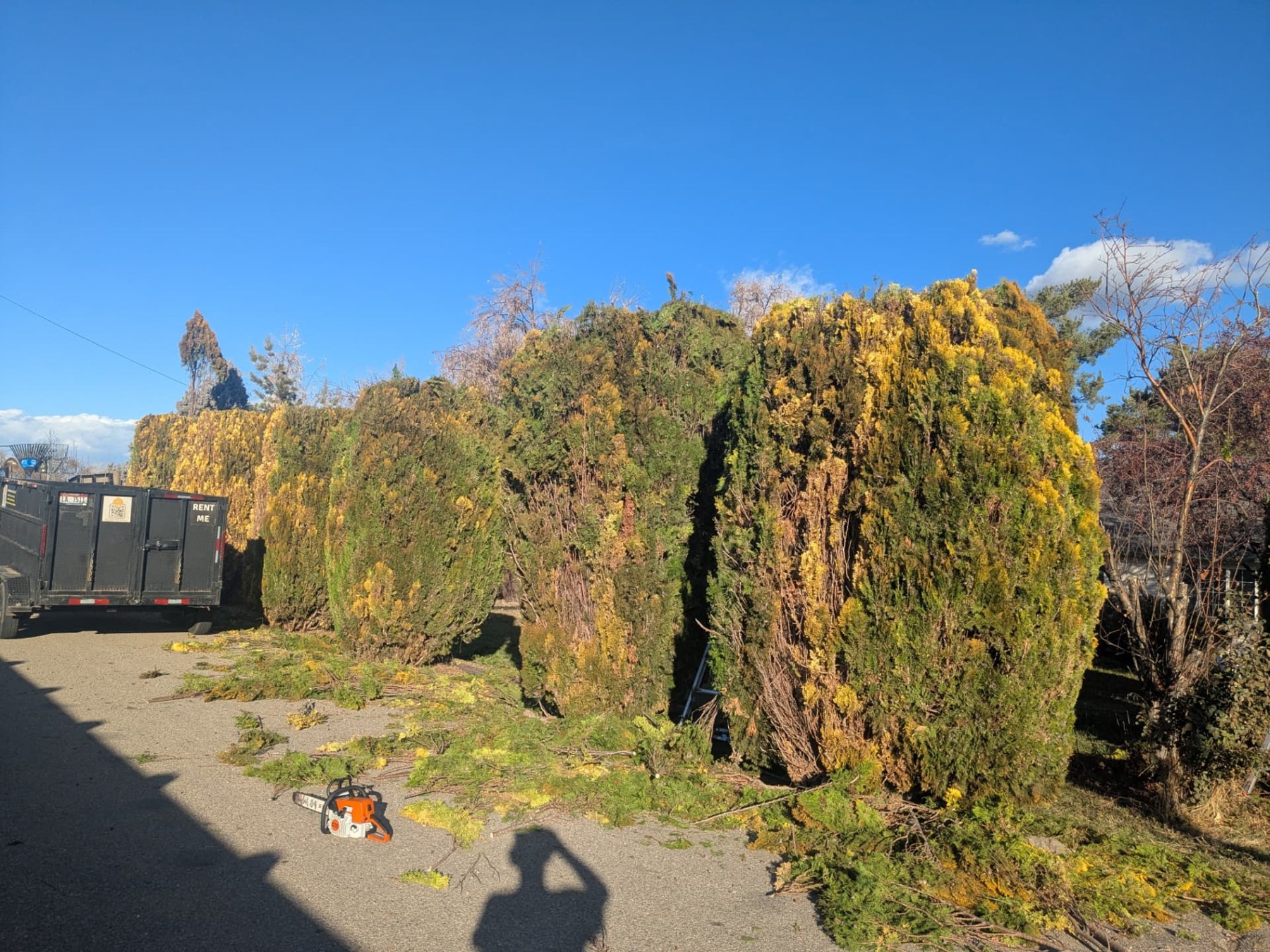 Trimmed backyard trees with branches gathered for cleanup