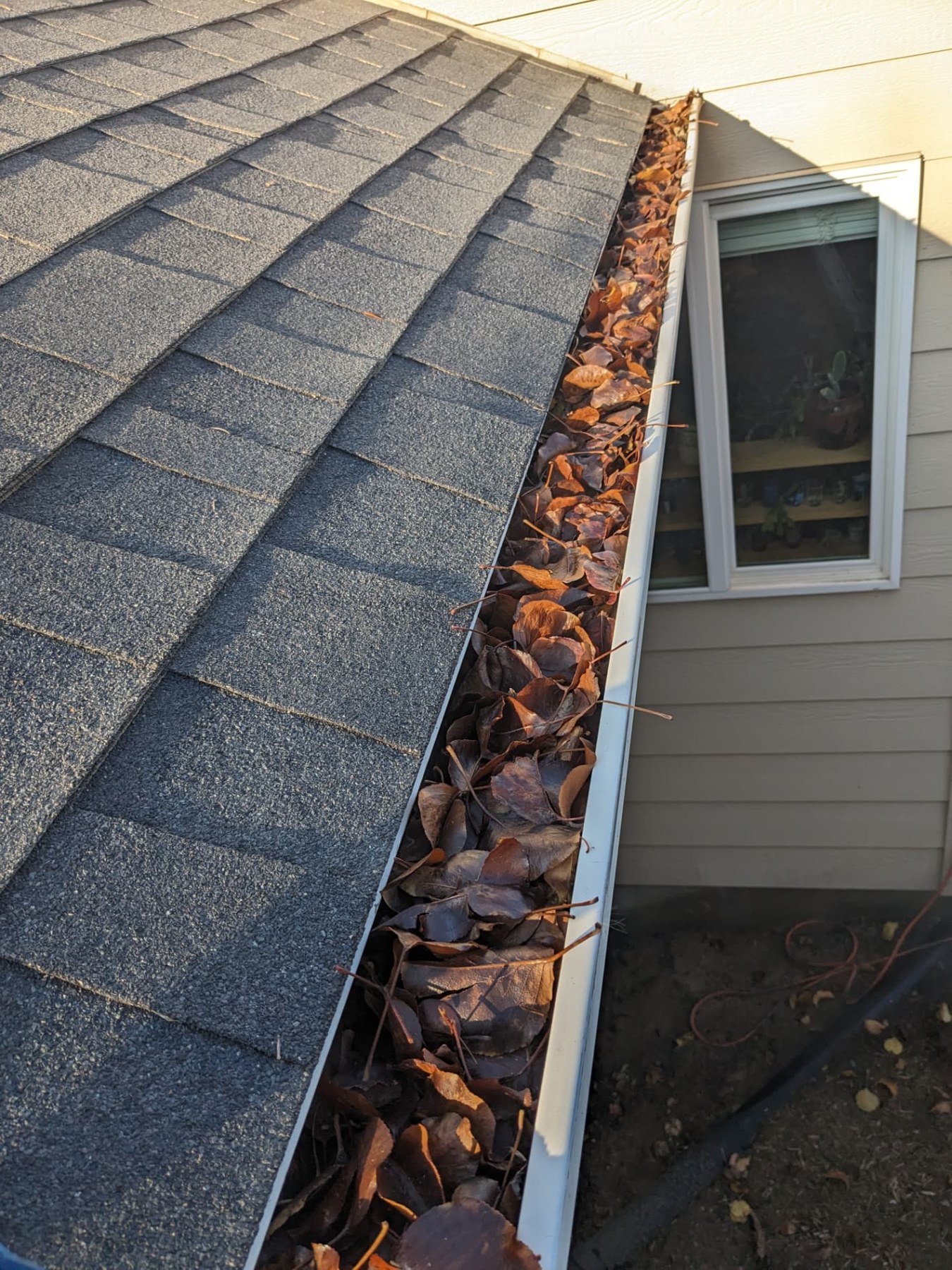 Roof gutter filled with fallen leaves before cleaning