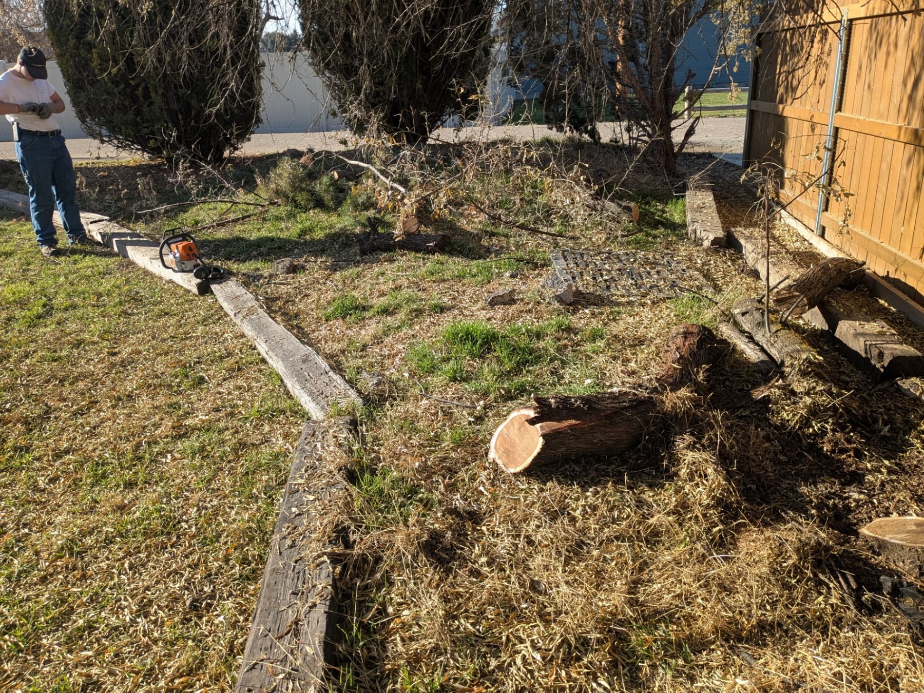 Cut tree trunk and branches during backyard tree removal